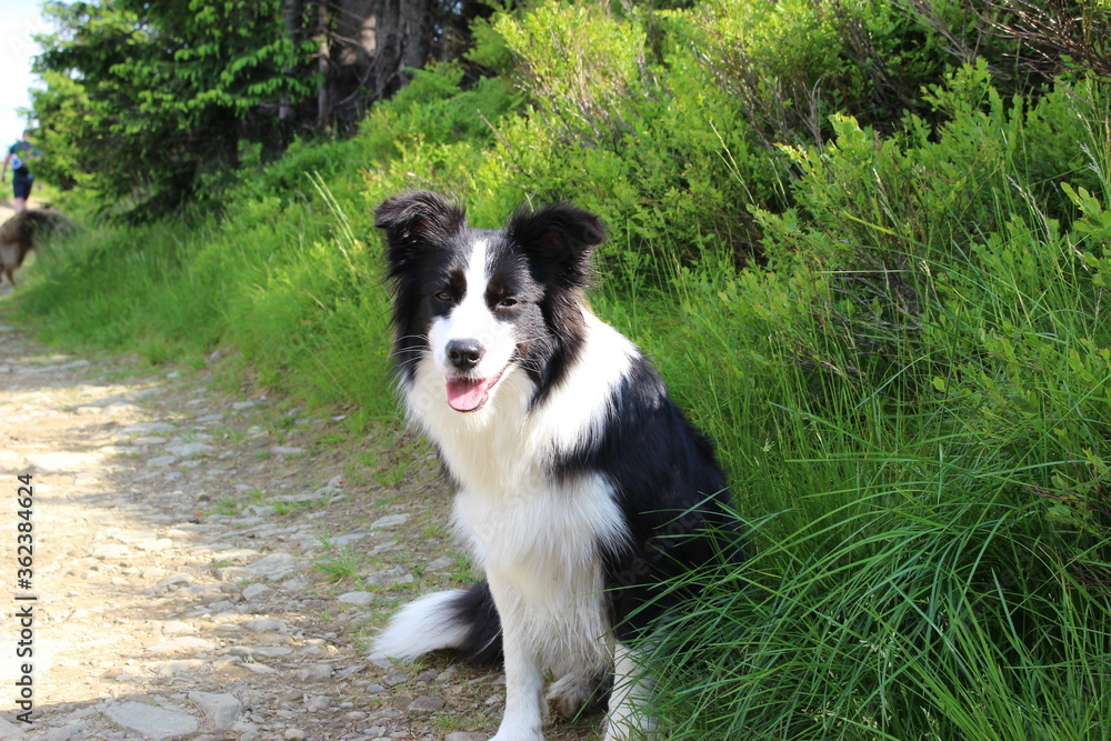 Border Collie on the Rysianka trail Border Collie on the Rysianka trail