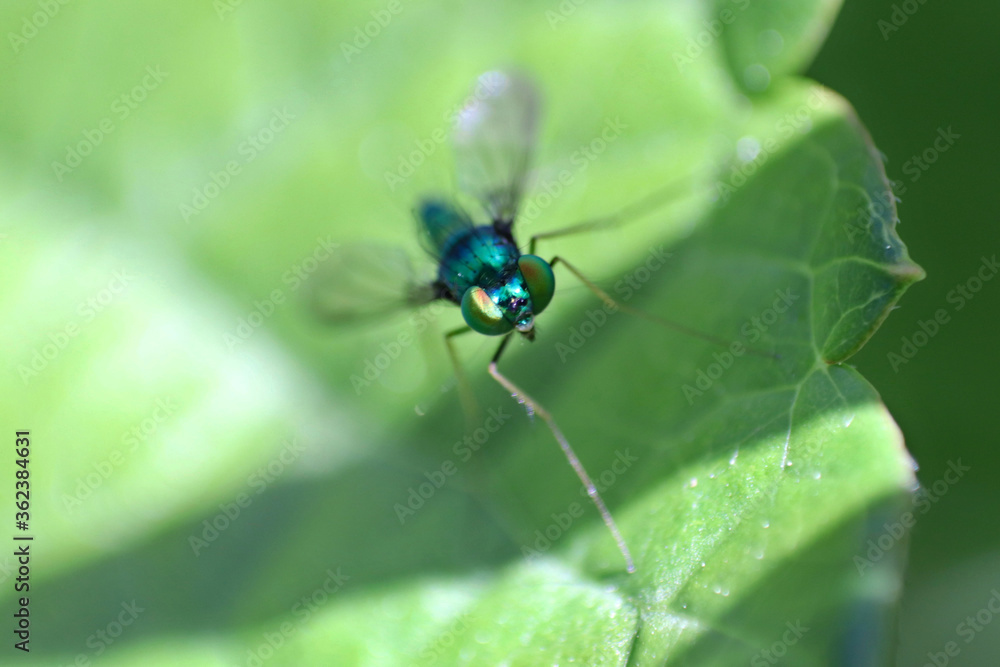 Close up of a fly Close up of a fly