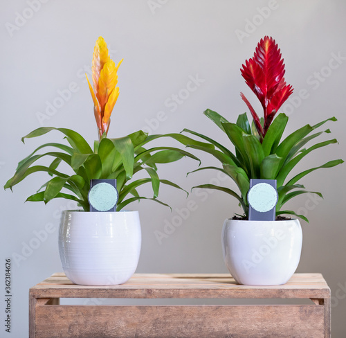 Red and Yellow Bromelia, Bromeliaceae plants in white pot photo