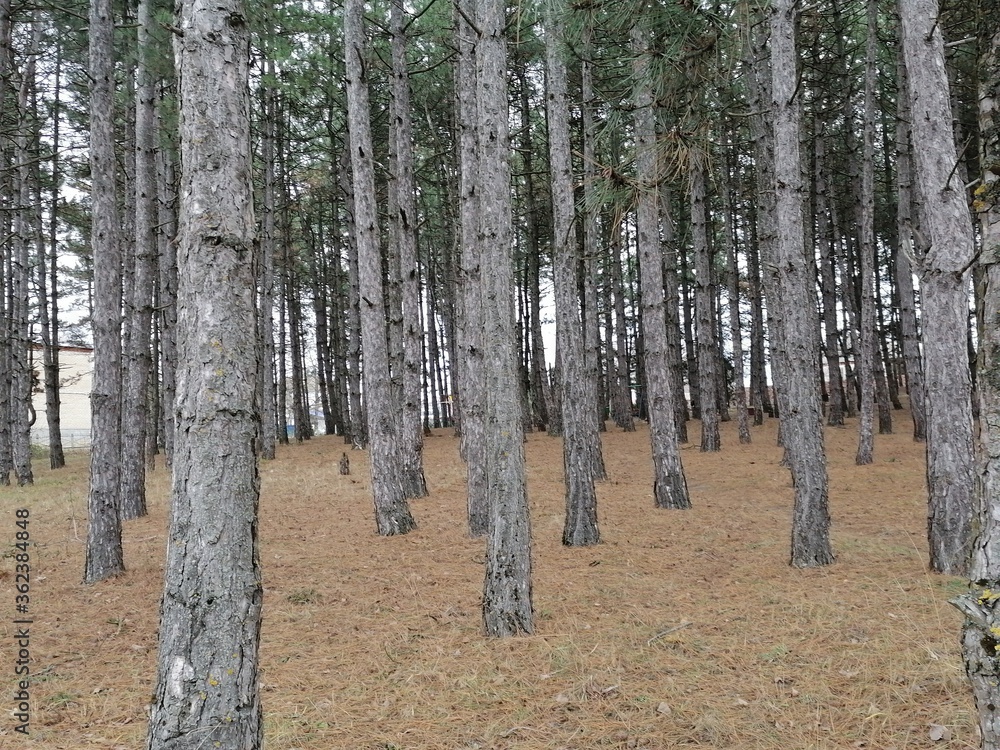 trees in the forest trees in the forest