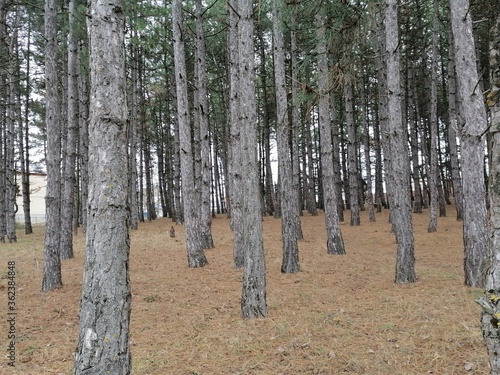 trees in the forest