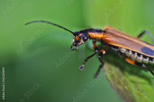 Close up of a soldier beetle