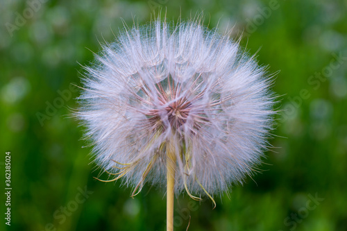 A large white dandelion of a Salsify in close-up against the background of a blurred green meadow