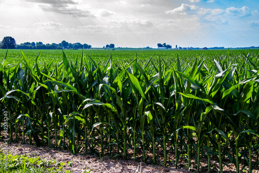 Naklejka premium Looking over a corn field in the Midwest