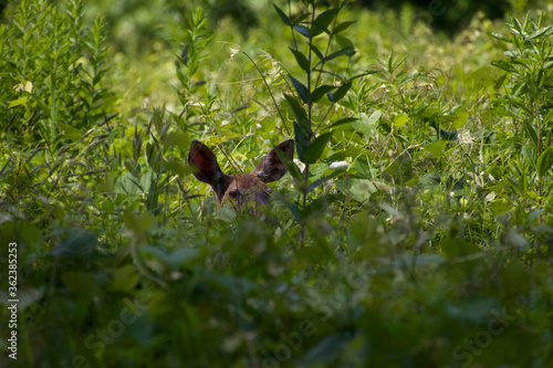Deer in grass © Ray