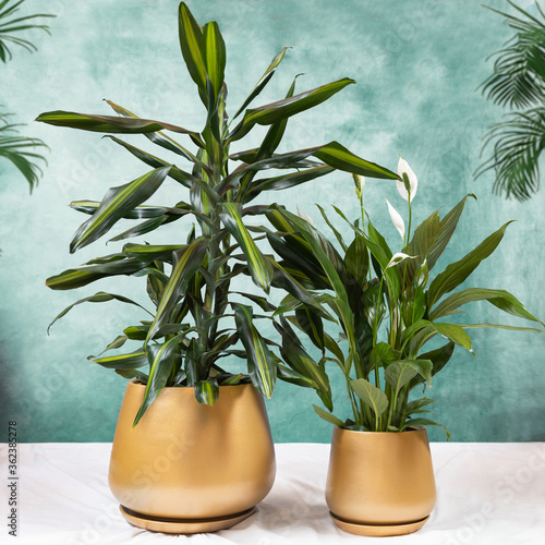 Dracaena fragrans Cintho and Peace Lily plant in a golden pot photo