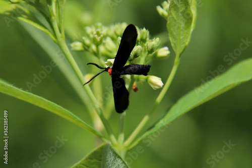 Moth on a flower