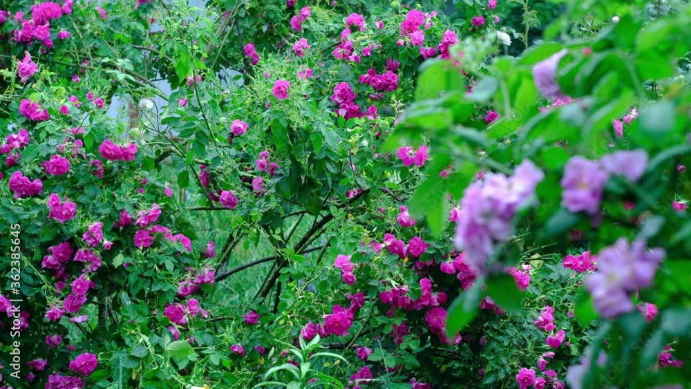 Flowers, buds of pink roses in the garden in the evening, after rain Flowers, buds of pink roses in the garden in the evening, after rain