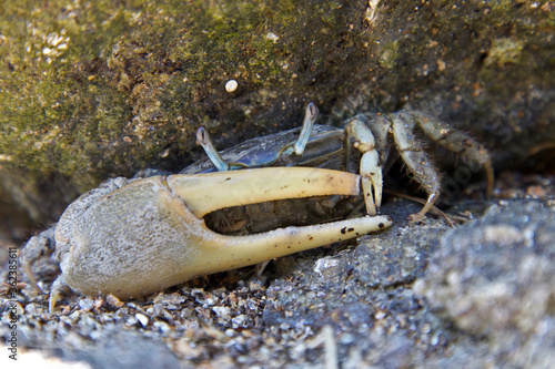 Fiddler crab on a beach