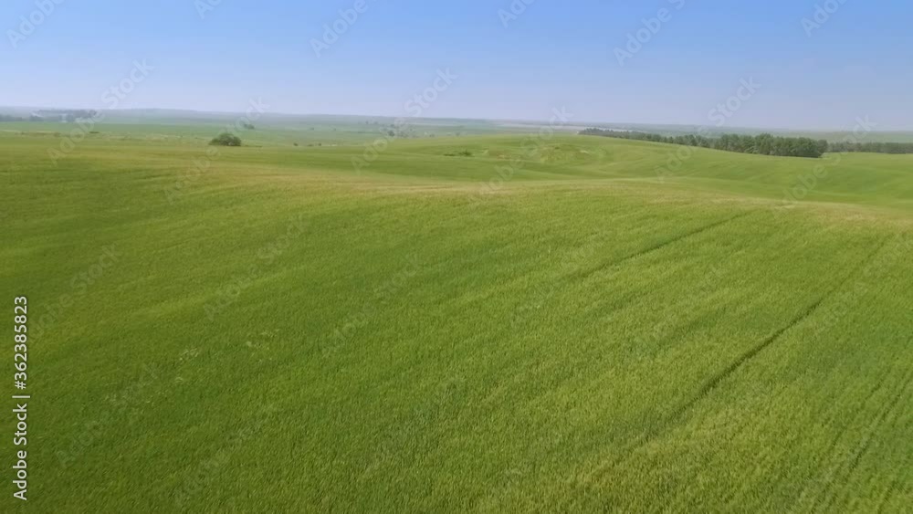 Flt over the green wheat field - Summer landscape with green grass Flt over the green wheat field - Summer landscape with green grass