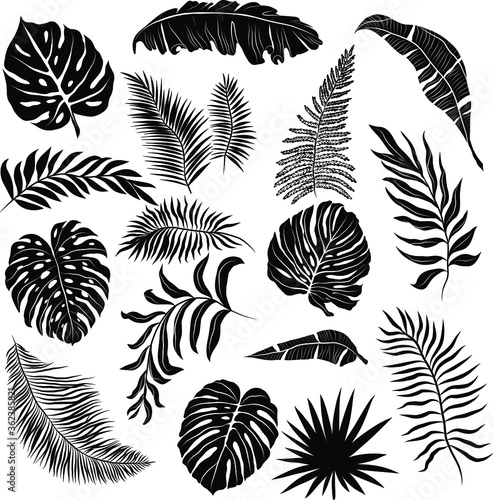 palm leaves set black and white vector illustration