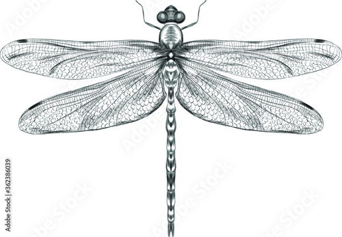 dragonfly black and white sketch with delicate wings vector illustration black and white sketch