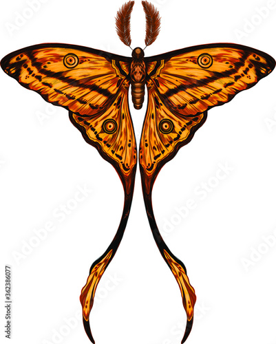 Obraz na plátne butterfly Madagascar comet yellow the most beautiful butterfly in the world vect