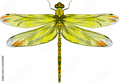 yellow dragonfly with delicate wings vector illustration 