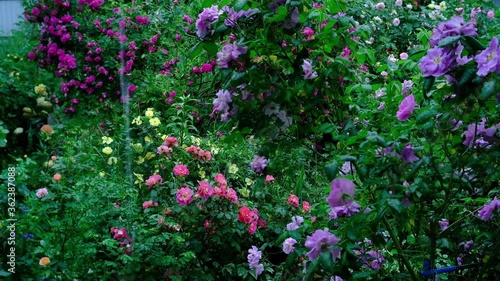 Flowers, rose buds in the garden in the evening, after rain