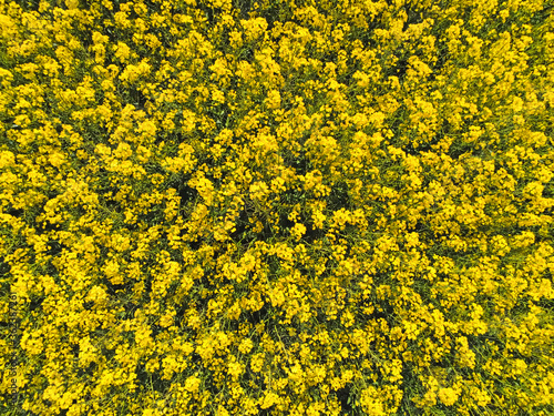 blooming yellow rapeseed field photo