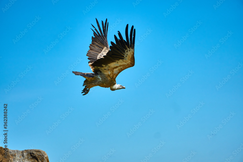 Obraz premium Wild vultures in Gerolstein Zoo