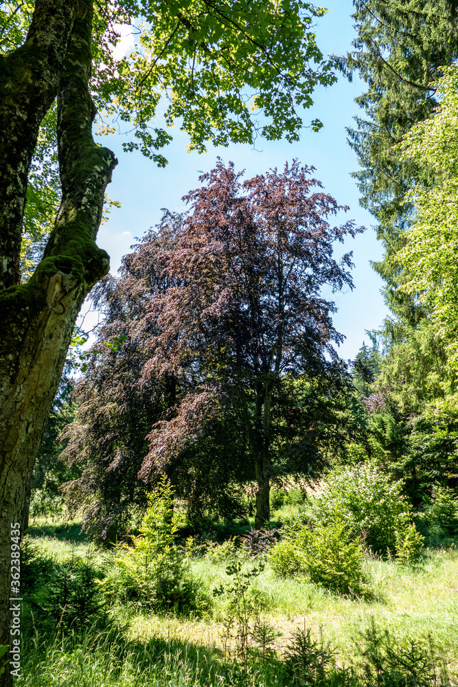 Fototapeta premium a wonderful park with big trees