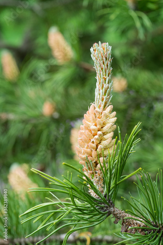 Blooming buds of pine cones and green needles on the branches of a pine tree. Nature background.