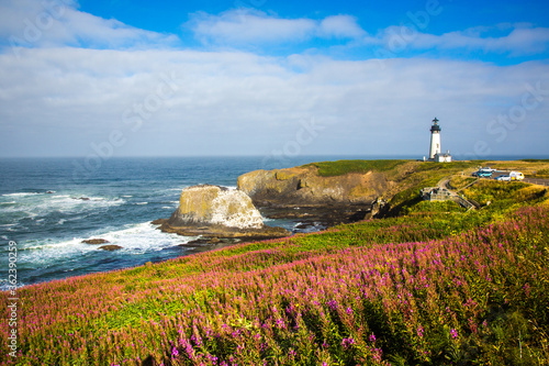 Cuadro en lienzo Fields of fireweed are blooming on the approach to the Yaquina Head lighthouse, just north of Newport, Oregon