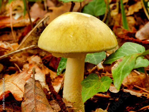 Amanita phalloides, also known as the Deathcap mushroom as lethally poisonous even in small doses