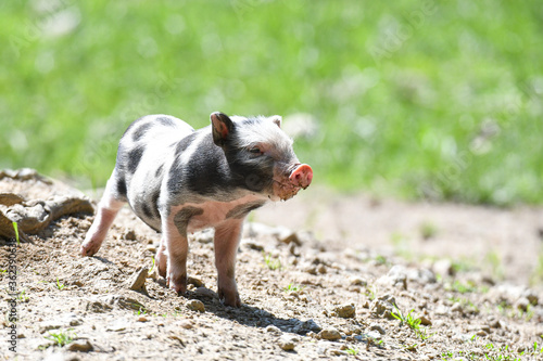Hängebauchschwein, jung, Baby, das sich sauwohl fühlt und das Leben geniesst, da freilaufend, kein Stall