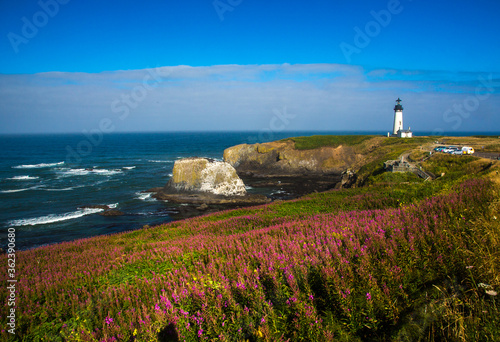 Fields of fireweed are blooming on the approach to the Yaquina Head lighthouse, just north of Newport, Oregon.
