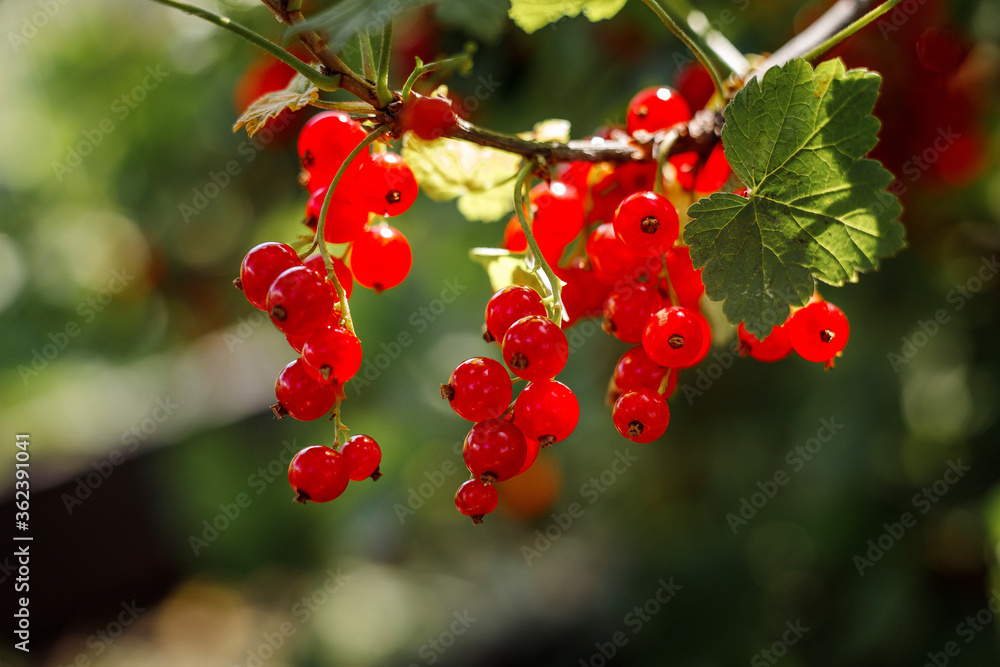 Fototapeta premium Branch of red currant berries on a bush. Vitamins of the summer