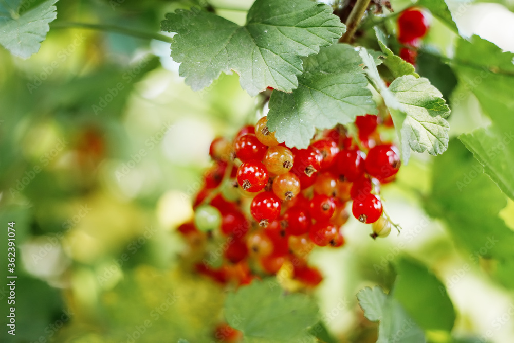 Branch of red currant berries on a bush. Vitamins of the summer Branch of red currant berries on a bush. Vitamins of the summer