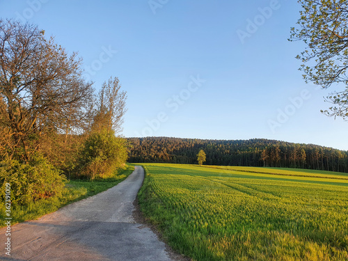 Schotterweg geht entlang einer grünen Wiese neben Bäumen in Richtung des Waldes. Abendsonne, grüne satte Farben, blauer Himmel. Bayern in Deutschland.