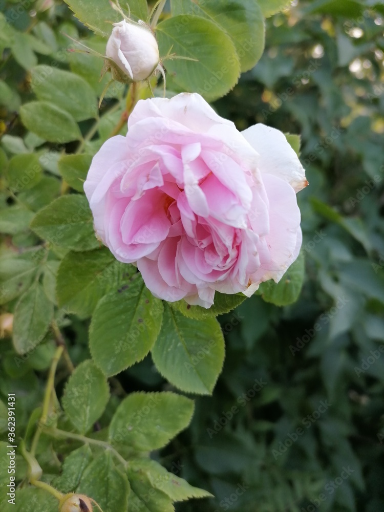 Beautiful flowers in the garden Beautiful flowers in the garden