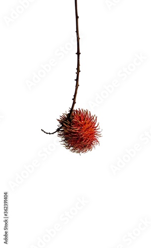 Rambutan fruit on a branch with white background. exotic fruits from Asia photo