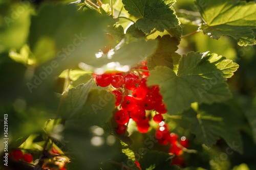 Branch of red currant berries on a bush. Vitamins of the summer