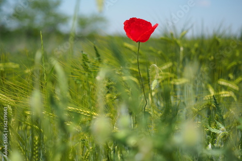 Red poppy