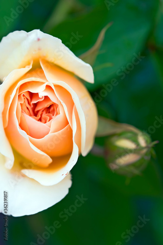 A beautifully developed rose that grows in nature photo