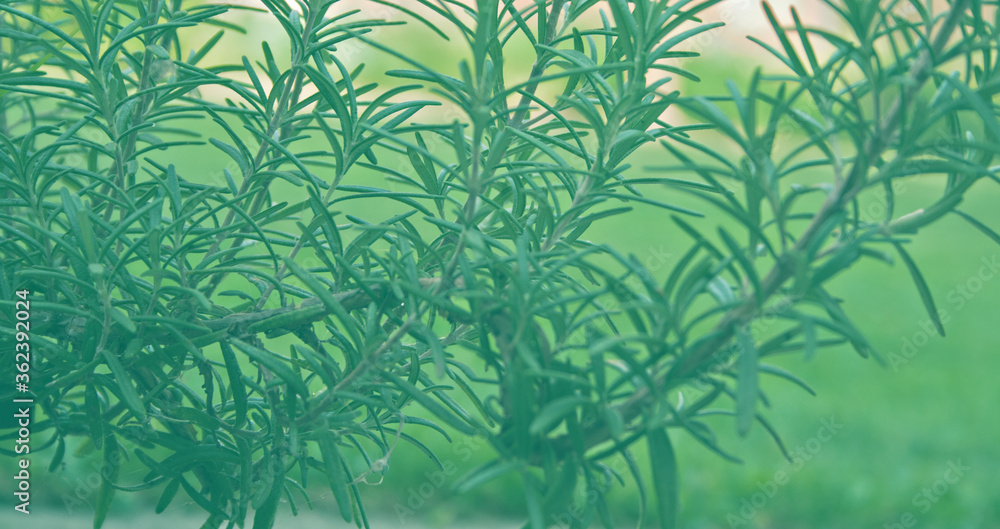 detail of a rosemary plant (Salvia rosmarinus) detail of a rosemary plant (Salvia rosmarinus)