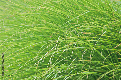 a wild green grass background
