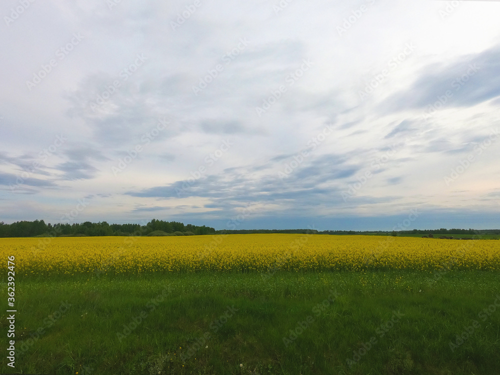 Obraz premium field with yellow flowers, evening time