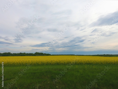 field with yellow flowers, evening time