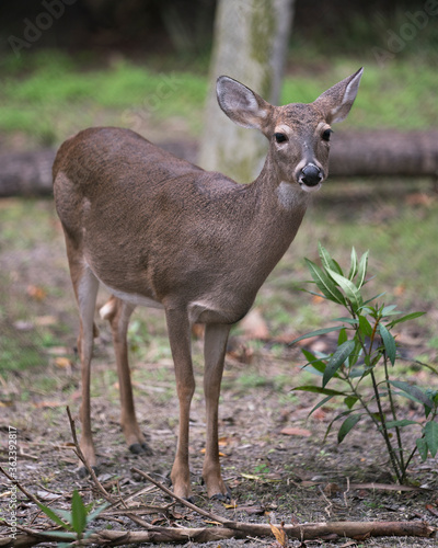 Deer animal stock photo. Deer White-tailed dear close-up profile view with foliage background displaying head, ears, eye, mouth, nose, brown fur in its habitat and environment and looking at camera.
