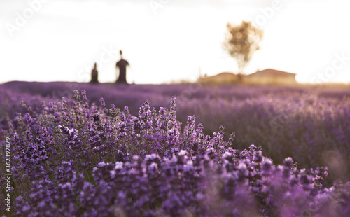 Sunset over blooming lavender field
