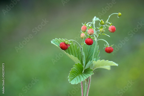 Wild strawberries. Healthy fresh nutrition. Summer forest.