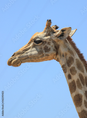 Portrait of a beautiful giraffe