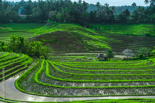 greenish rice fields with lines on bali in Indonesia