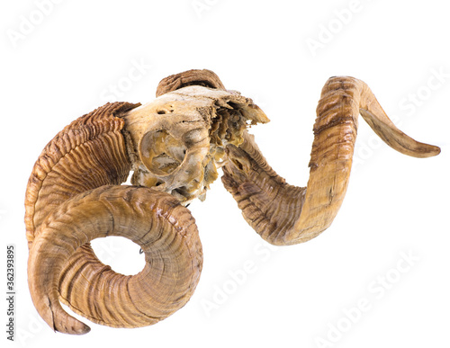 ram horns and skull isolated on white background