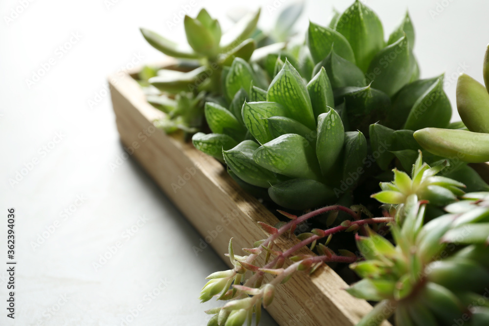 Many different echeverias in wooden tray on light grey background, closeup. Succulent plants