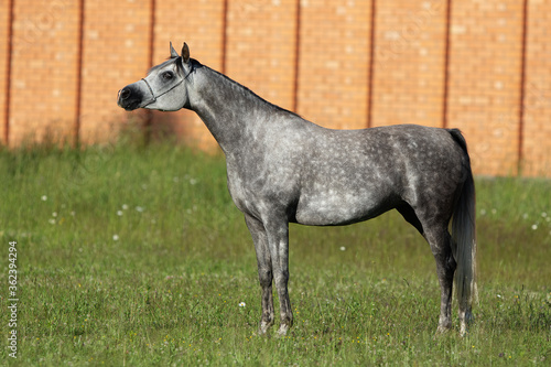 Beautiful gray arabian horse stands on natural summer background  profile side view  exterior