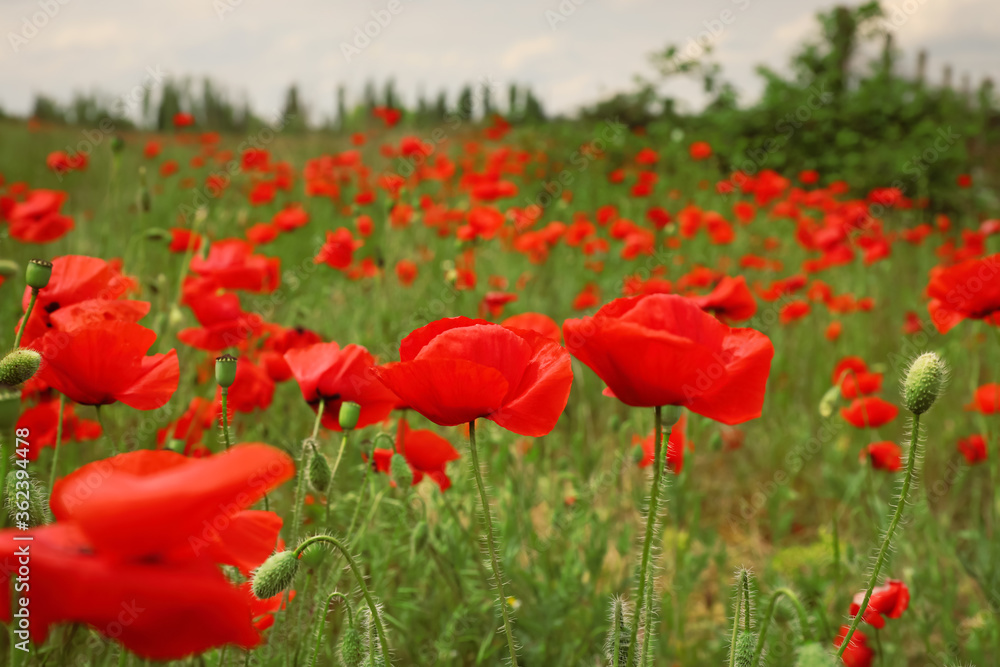 Fototapeta premium Beautiful red poppy flowers growing in field