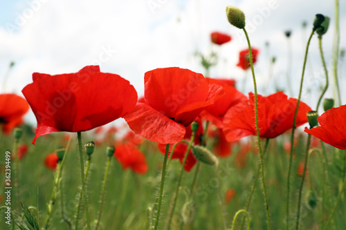 Beautiful red poppy flowers growing in field  closeup