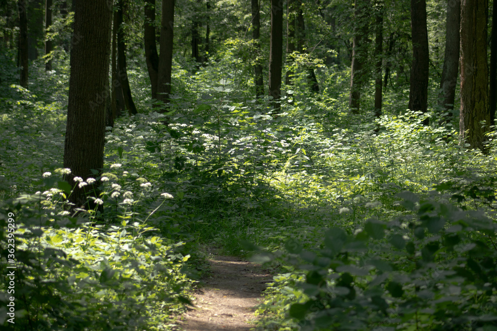 A forest path in sunshine with many green trees.